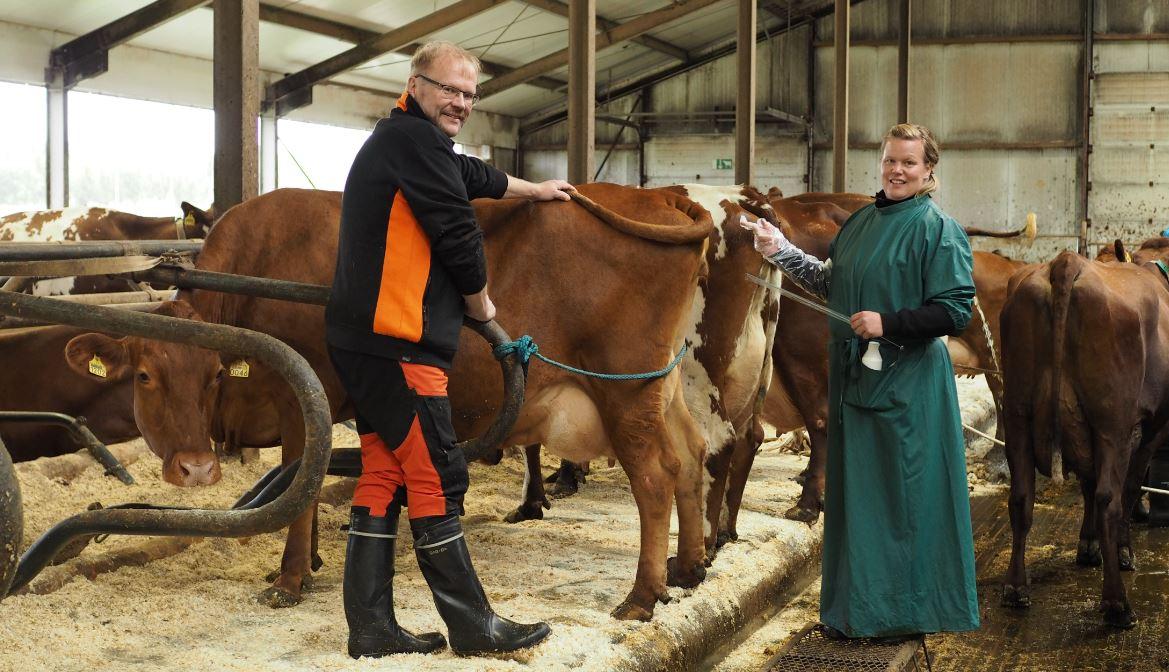 Siemennys ja alkionsiirto