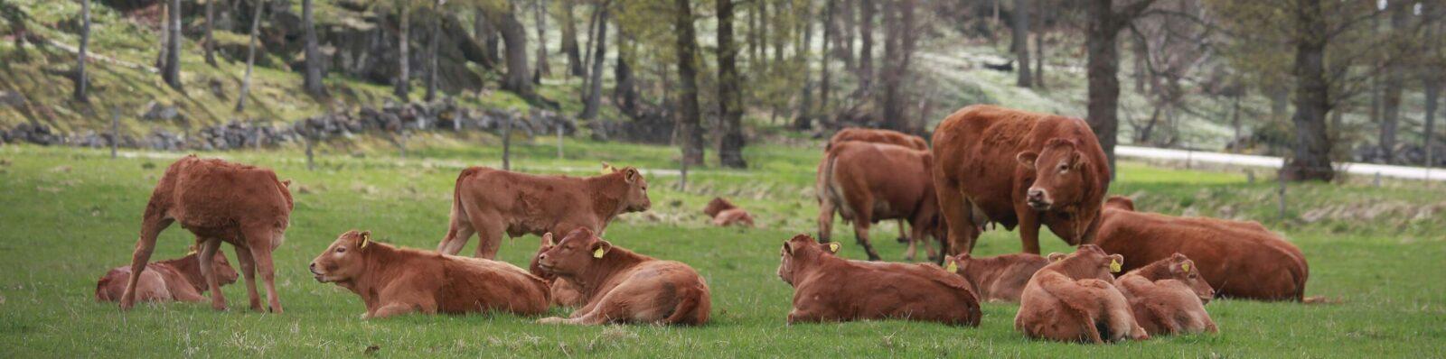 Limousin