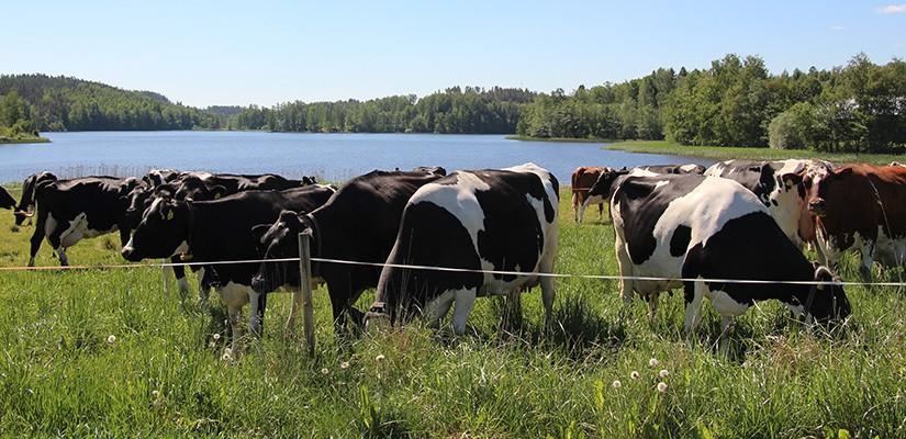 Jälkeläisarvostellut