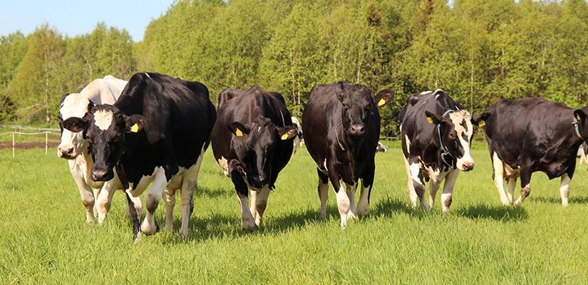 HI rekommendationstjurar