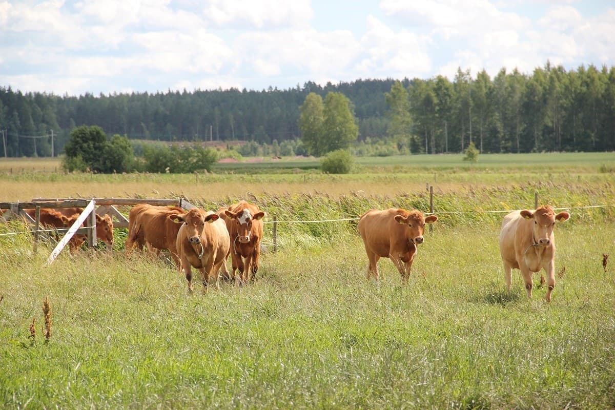 Länsisuomenkarja