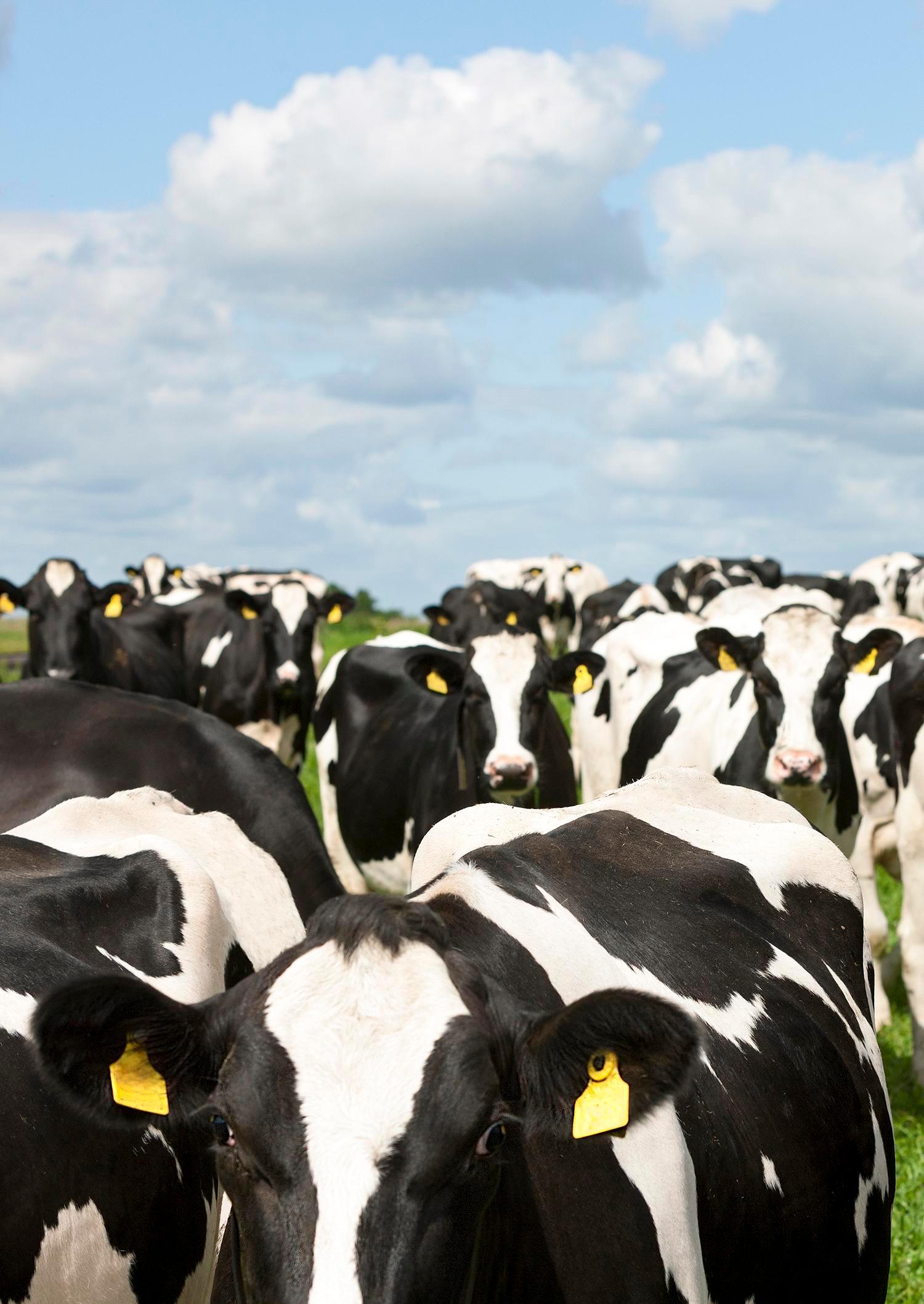 VikingHolstein – Suomen suosituin lypsyrotu ja paras sonnivalikoima tilasi tarpeisiin