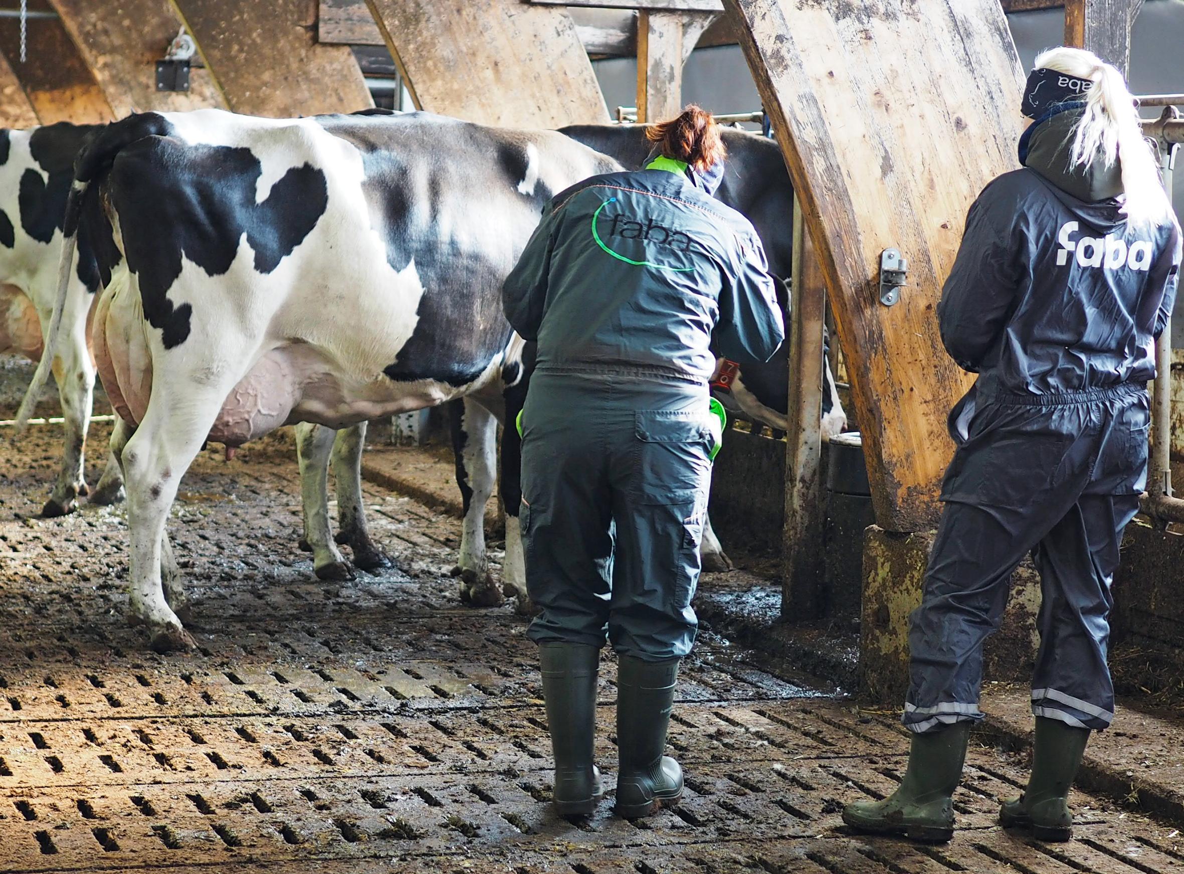 Kehitetään yhdessä karjaasi asiantuntevasti ja tuloksellisesti