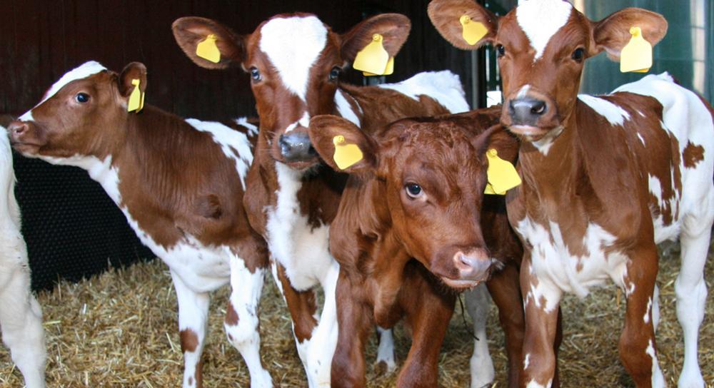  Fabalta Suomen laajin sukupuolilajiteltu siemenvalikoima