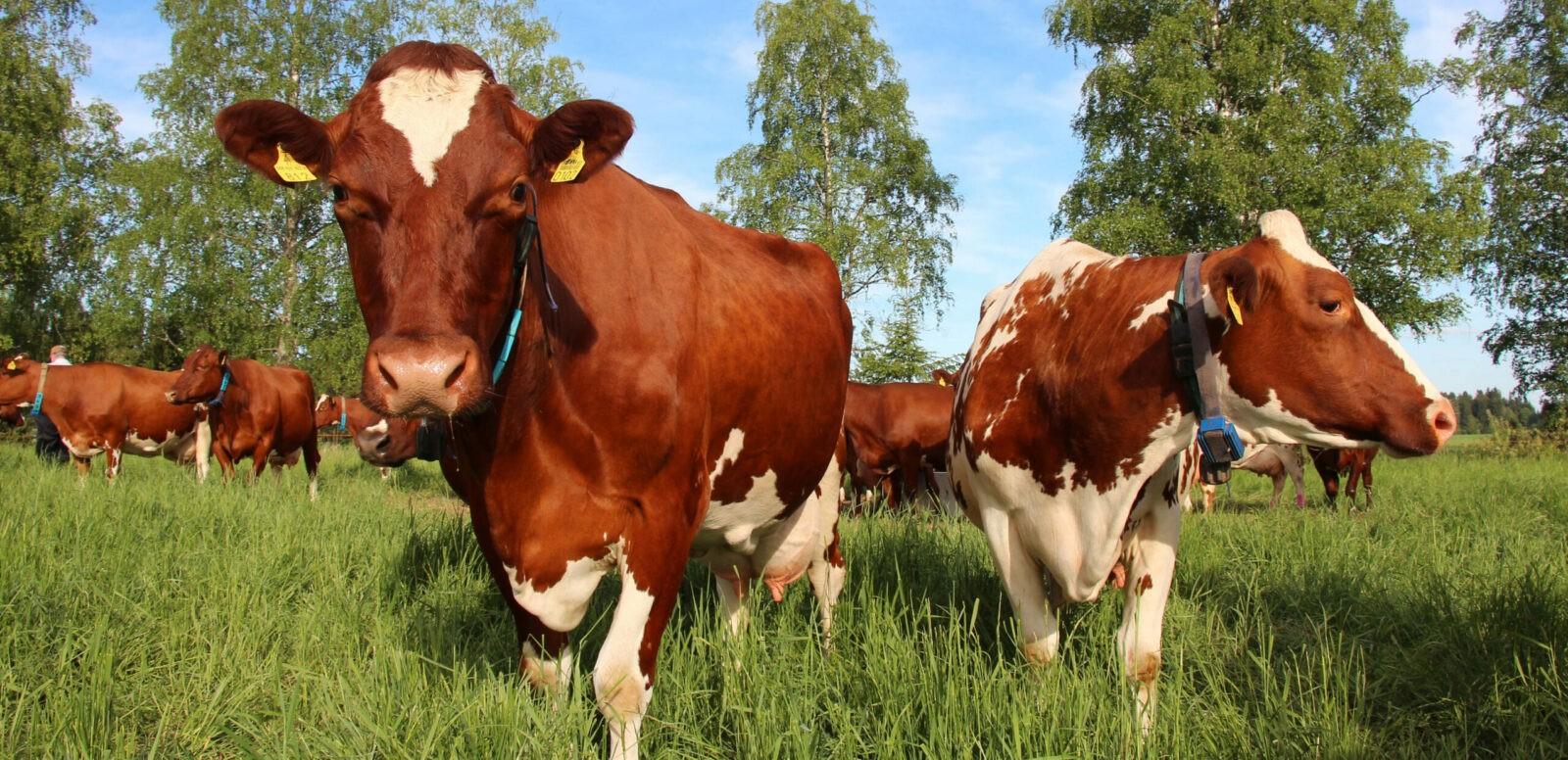 Jälkeläisarvostellut