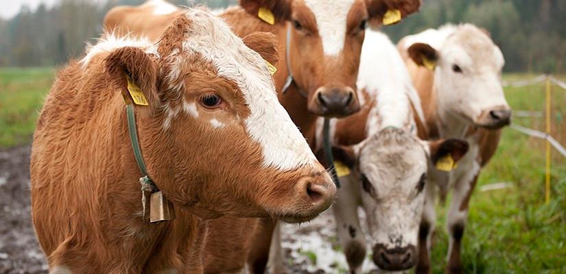 Itäsuomenkarja (ISK)