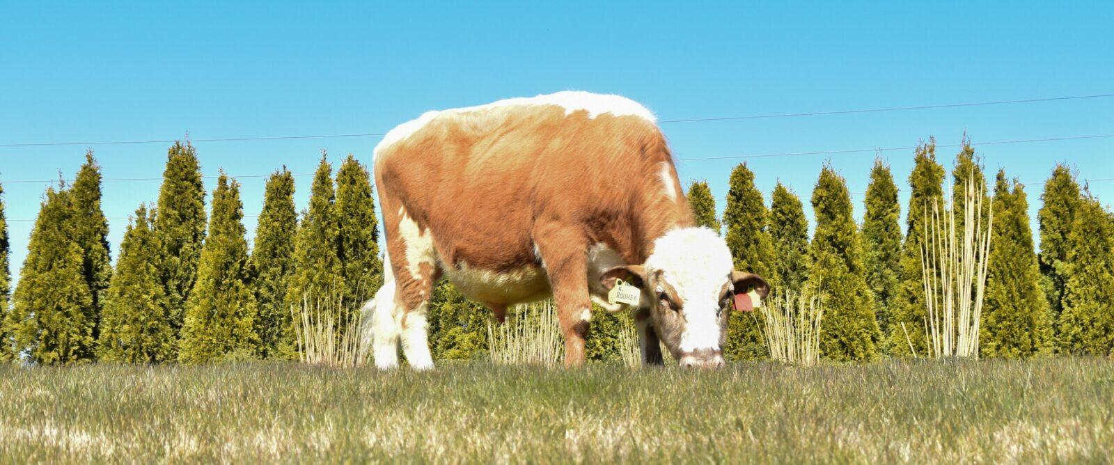 EVA-suositussonnit 2023