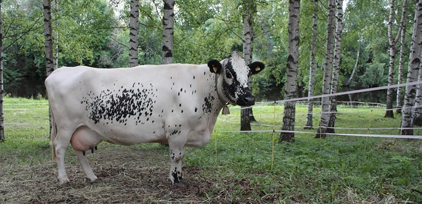 Pohjoissuomenkarja (PSK)