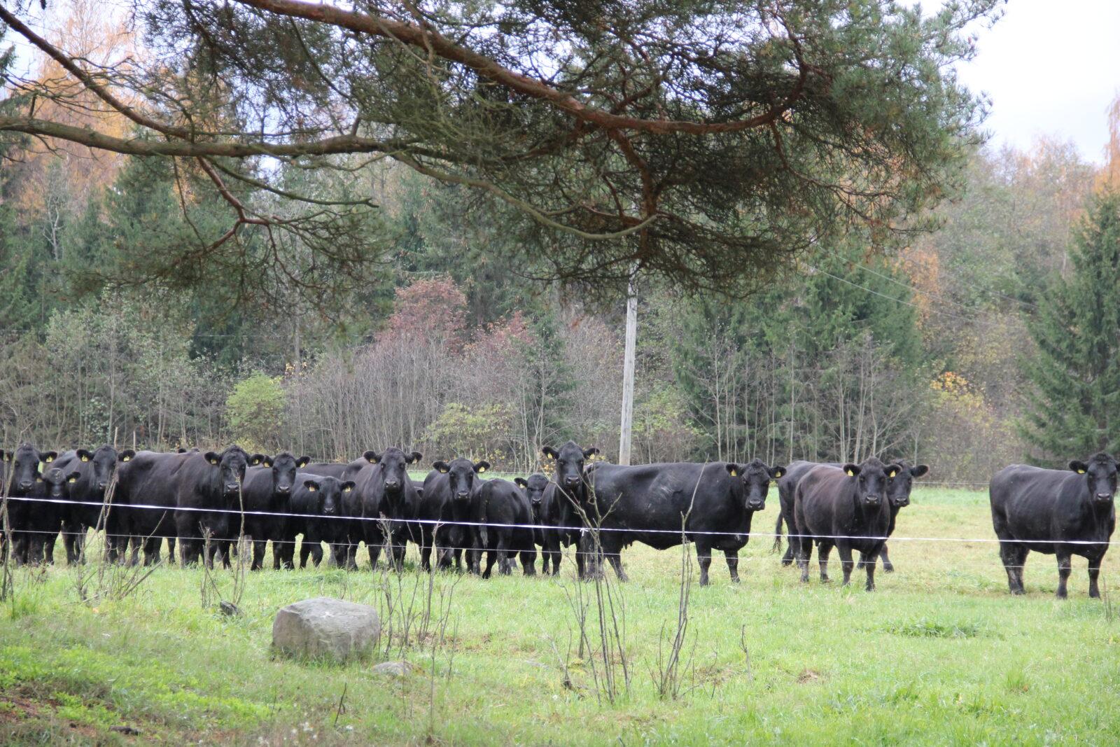 Aberdeen Angus risteytyskäyttöön