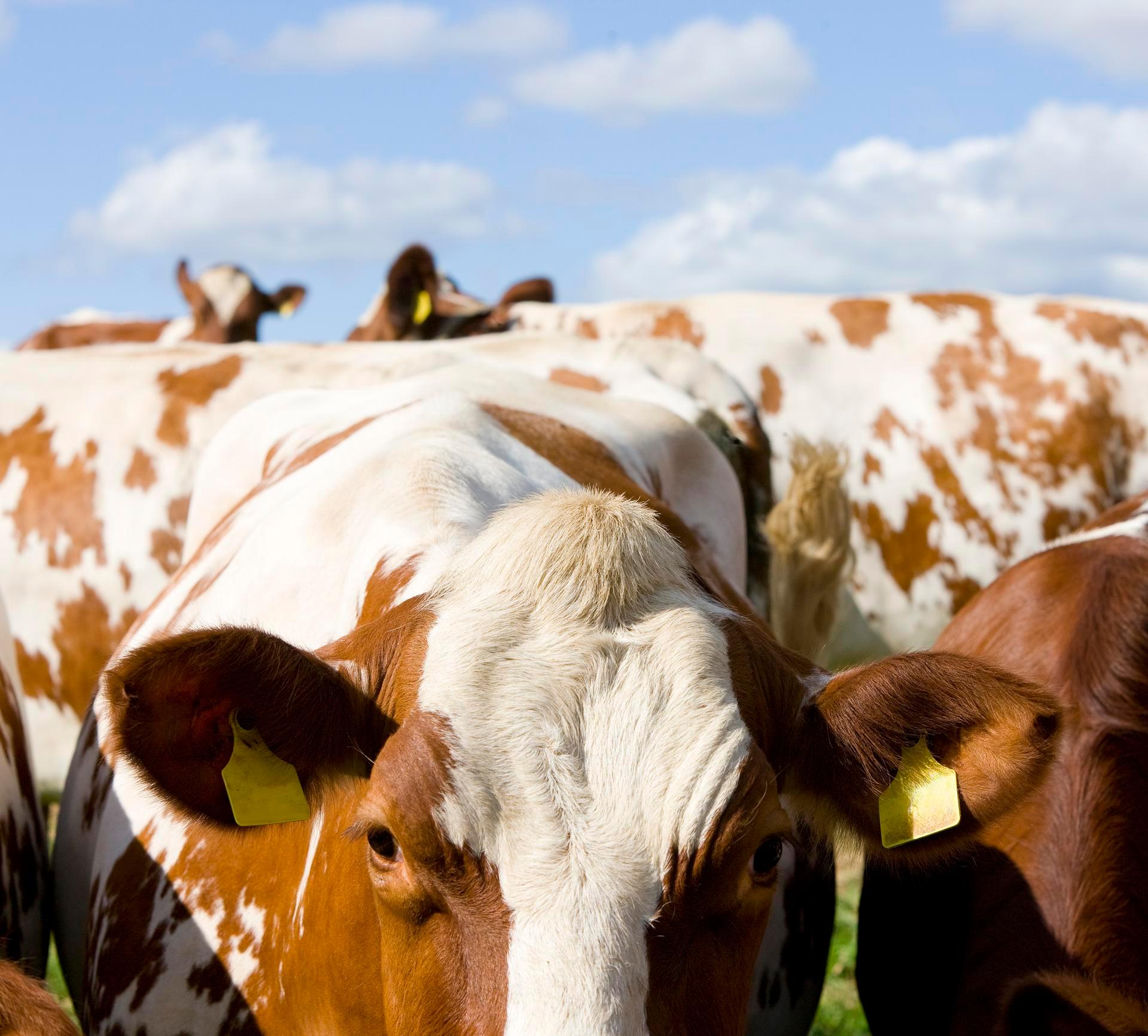 Suomen laajin ayrshire-valikoima – vain Fabasta