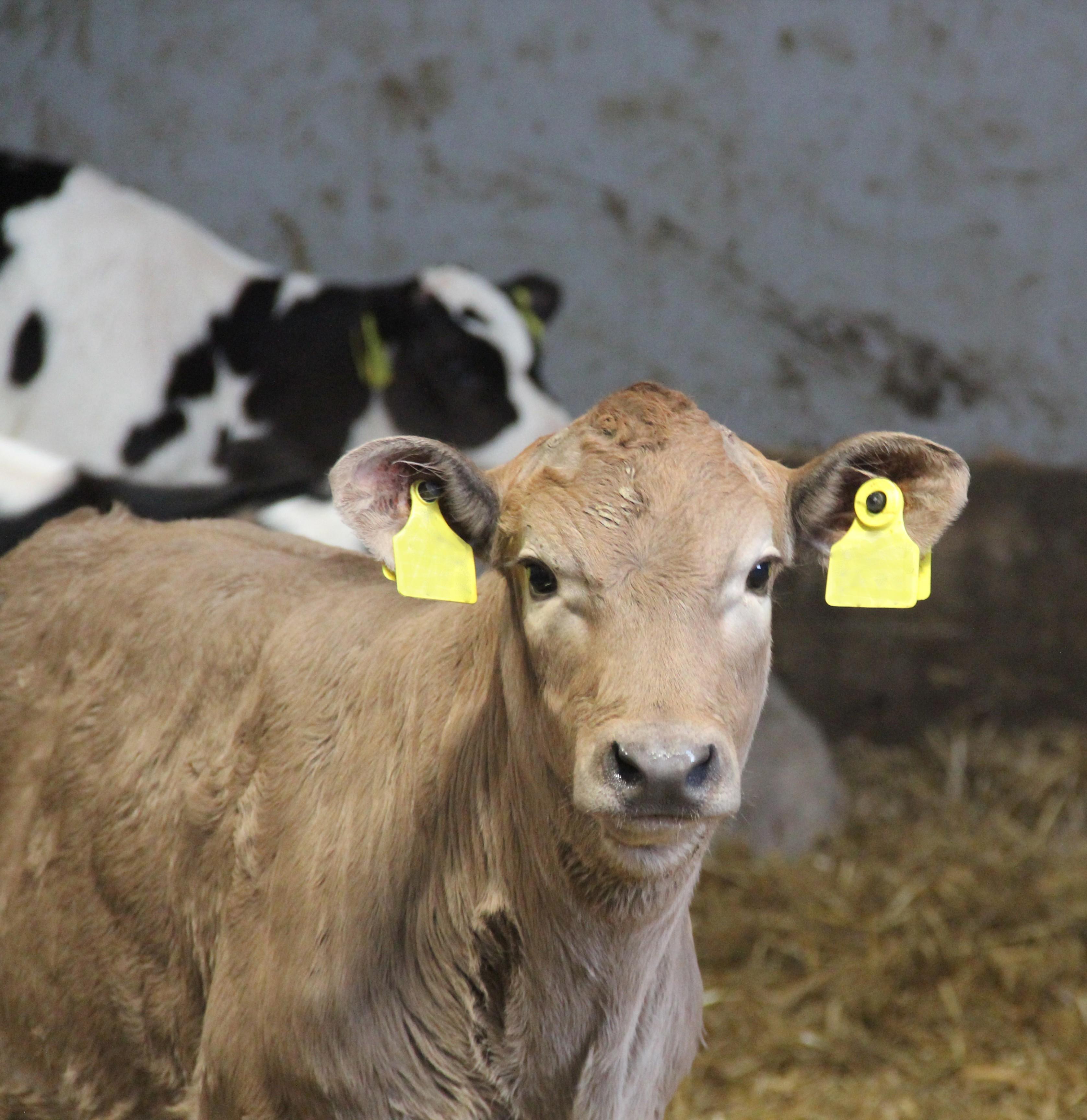 Suomen laajin sonnivalikoima risteytyskäyttöön – vain Fabasta
