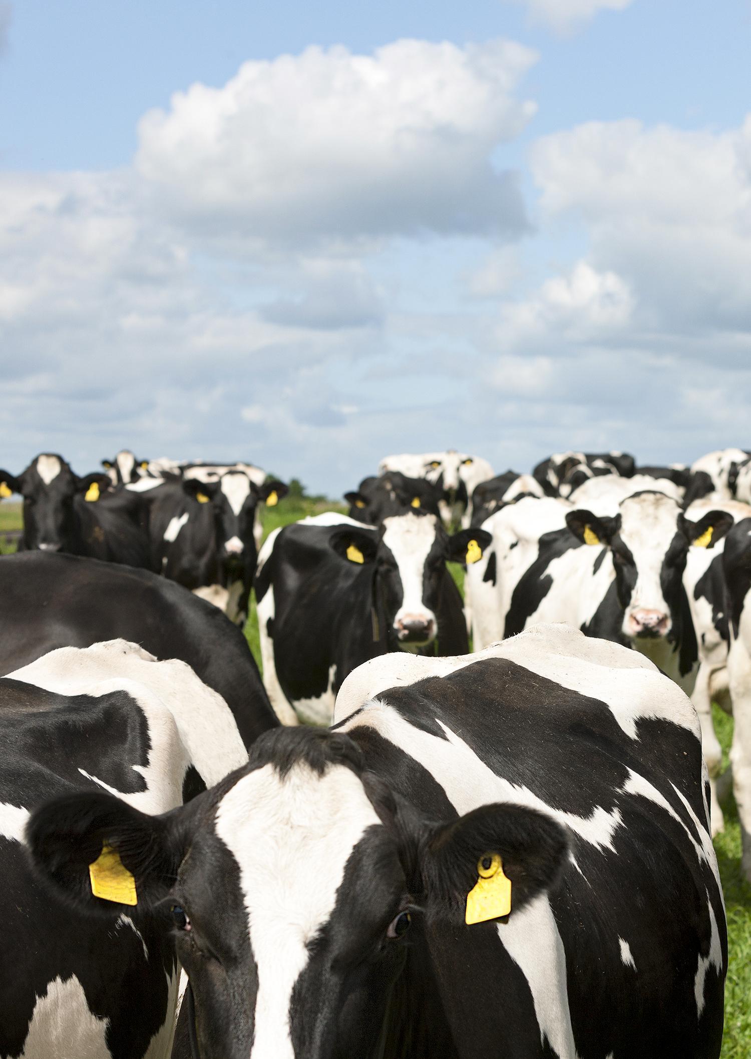 VikingHolstein – Suomen suosituin lypsyrotu ja paras sonnivalikoima tilasi tarpeisiin